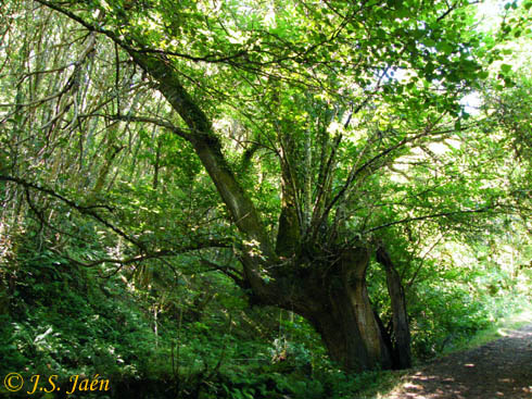 Bosque en la ruta de la Seimeira